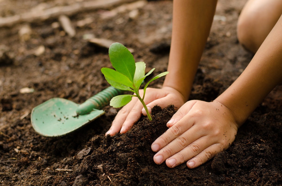 Planting